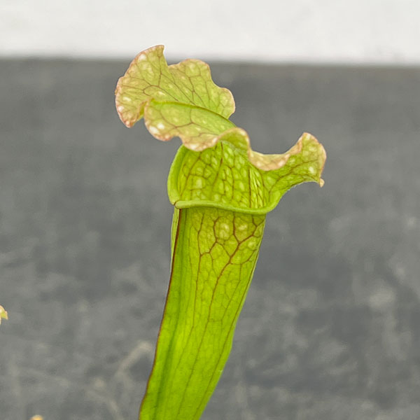 サラセニア：ベルベット2号ポット