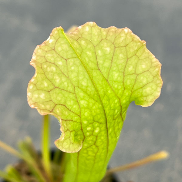 サラセニア：ベルベット2号ポット