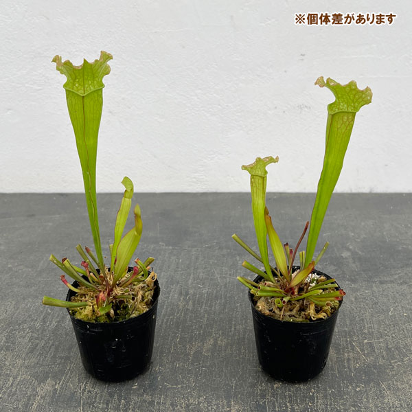 サラセニア：ベルベット2号ポット