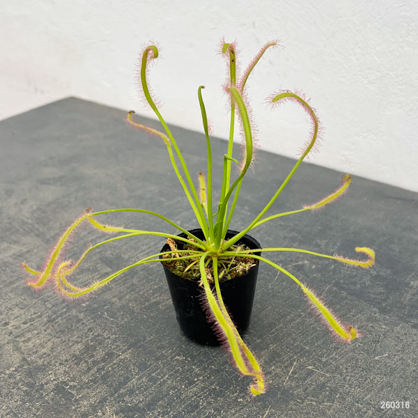 モウセンゴケ(ドロセラ):カペンシス ホワイトフラワー2号ポット