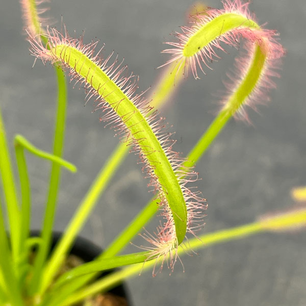 モウセンゴケ(ドロセラ):カペンシス ホワイトフラワー2号ポット