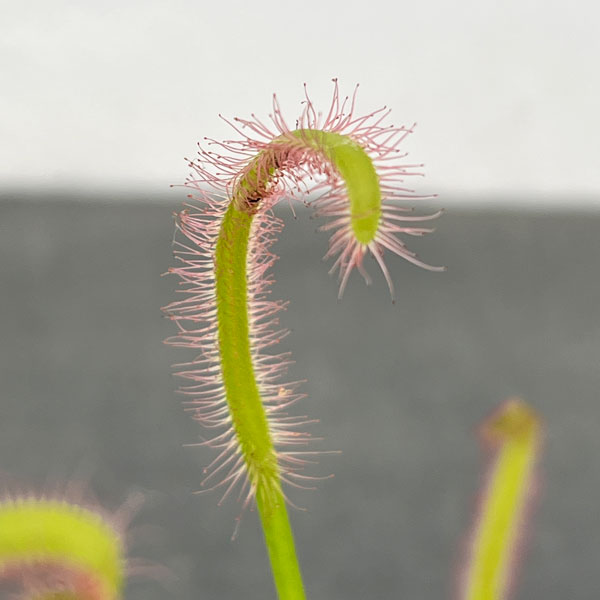 モウセンゴケ(ドロセラ):カペンシス ホワイトフラワー2号ポット