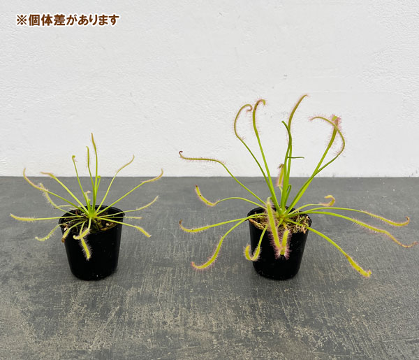 モウセンゴケ(ドロセラ):カペンシス ホワイトフラワー2号ポット