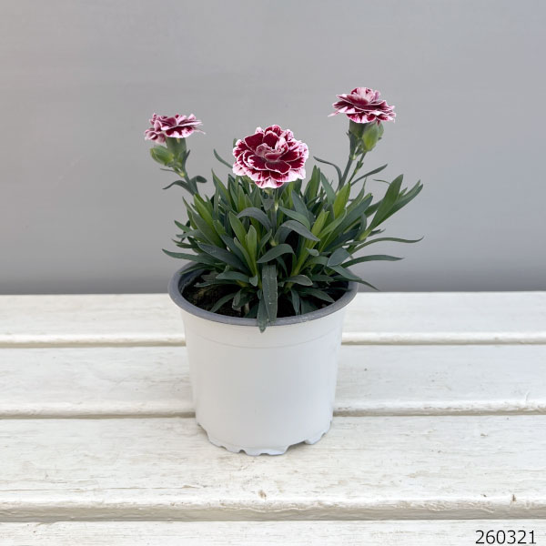 ダイアンサス：チョコレートギフト11cmポット 3株セット