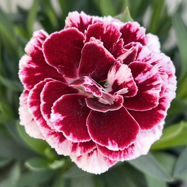 ダイアンサス：チョコレートギフト11cmポット 3株セット