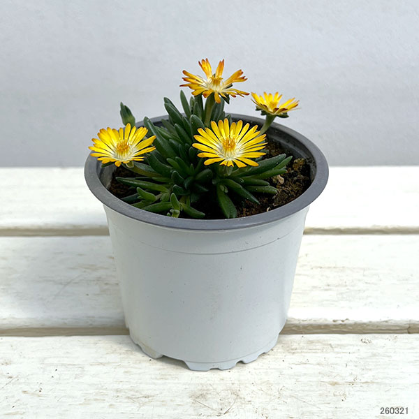 マツバギク：おひさま花火 リド イエローアイ11ｃｍポット