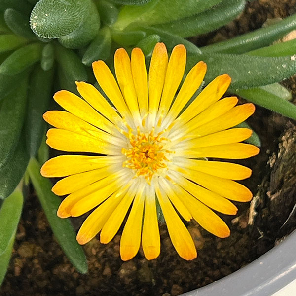 マツバギク：おひさま花火 リド イエローアイ11ｃｍポット