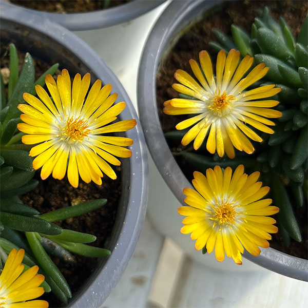 マツバギク：おひさま花火 リド イエローアイ11ｃｍポット