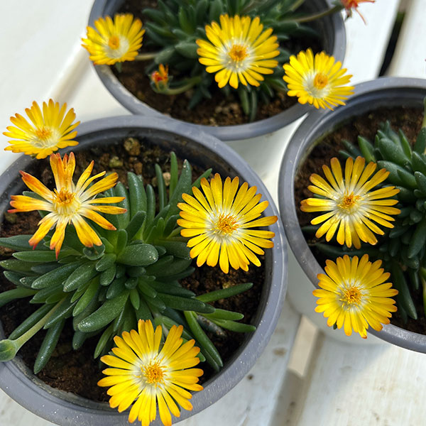 マツバギク：おひさま花火 リド イエローアイ11ｃｍポット