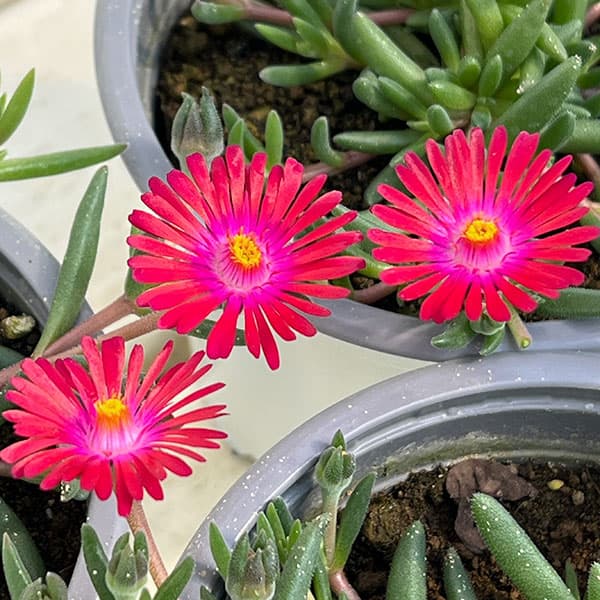 マツバギク：おひさま花火 リド マゼンタ11ｃｍポット