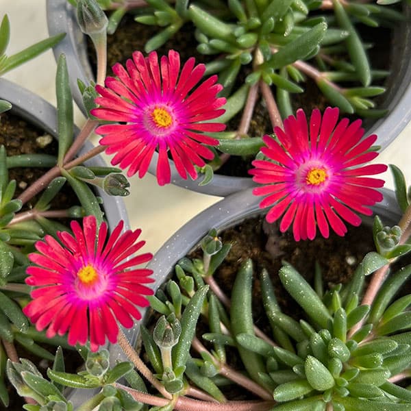 マツバギク：おひさま花火 リド マゼンタ11ｃｍポット