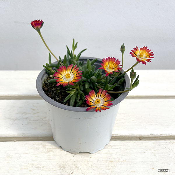 マツバギク：おひさま花火 リド マゼンタオレンジホワイト11ｃｍポット