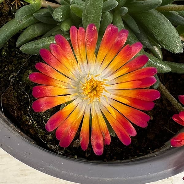 マツバギク：おひさま花火 リド マゼンタオレンジホワイト11ｃｍポット