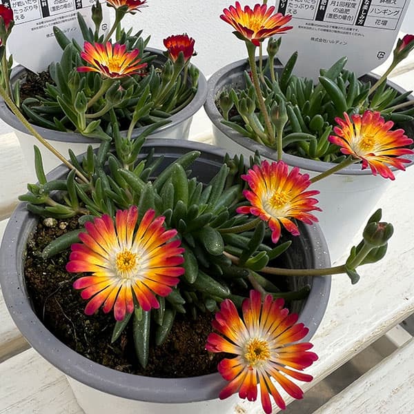 マツバギク：おひさま花火 リド マゼンタオレンジホワイト11ｃｍポット