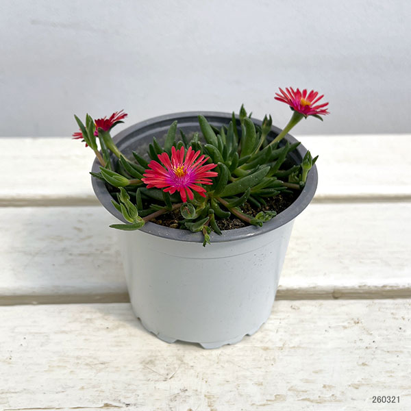 マツバギク：おひさま花火 リド オレンジピンクアイ11ｃｍポット