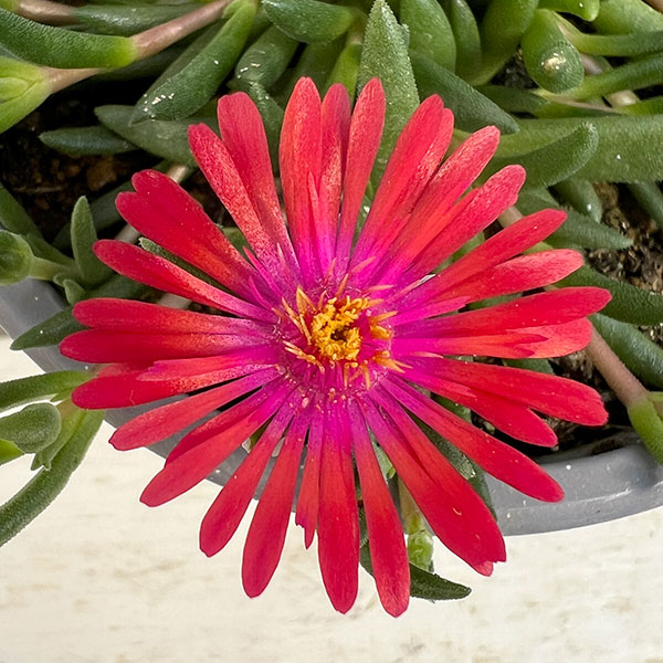 マツバギク：おひさま花火 リド オレンジピンクアイ11ｃｍポット