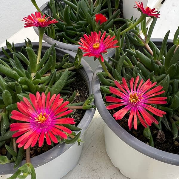 マツバギク：おひさま花火 リド オレンジピンクアイ11ｃｍポット