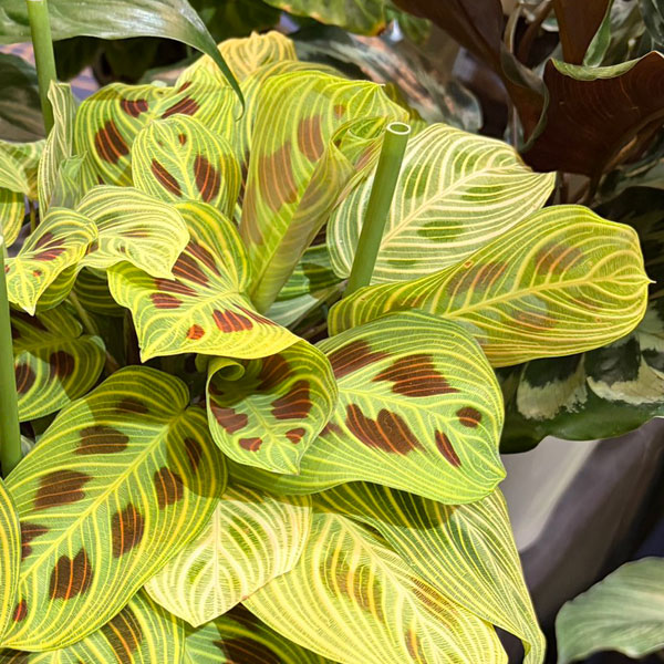 マランタ：sp.（ライトカラー）　5号鉢植え