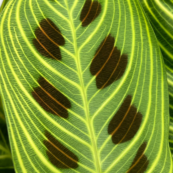 マランタ：sp.（ライトカラー）　5号鉢植え