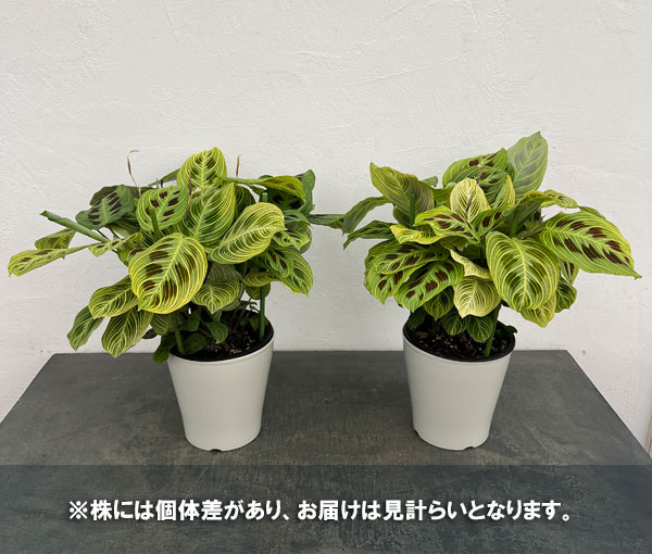 マランタ：sp.（ライトカラー）　5号鉢植え