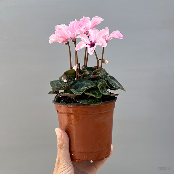 そのまま楽しめる春シクラメン:イリュージア ピンクラテ3.5号ポット