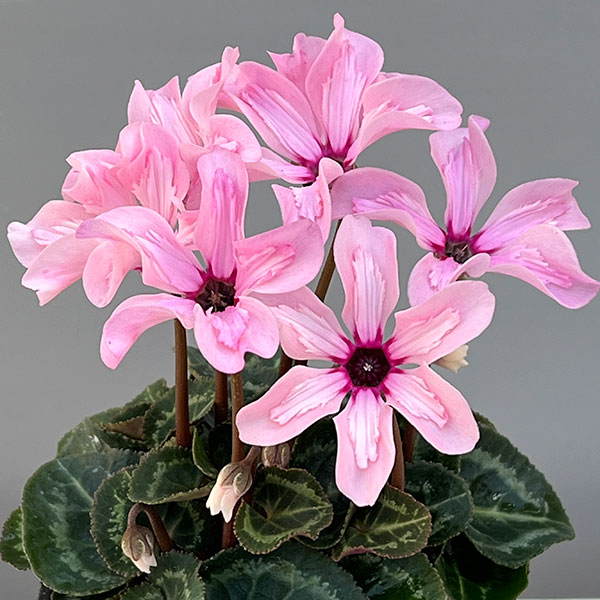 そのまま楽しめる春シクラメン:イリュージア ピンクラテ3.5号ポット