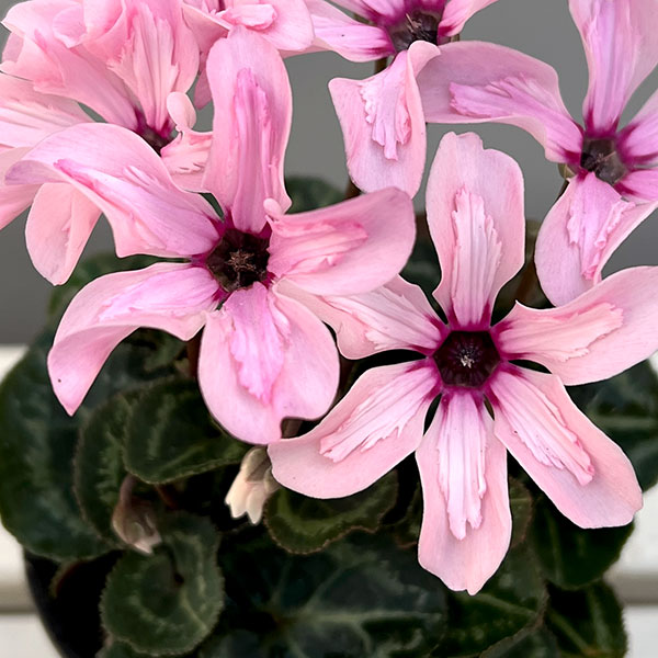 そのまま楽しめる春シクラメン:イリュージア ピンクラテ3.5号ポット