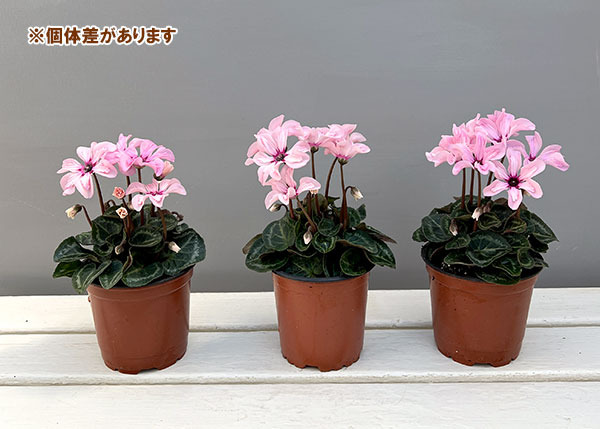 そのまま楽しめる春シクラメン:イリュージア ピンクラテ3.5号ポット