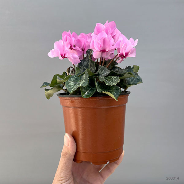 そのまま楽しめる春シクラメン:プティムーラン3.5号ポット