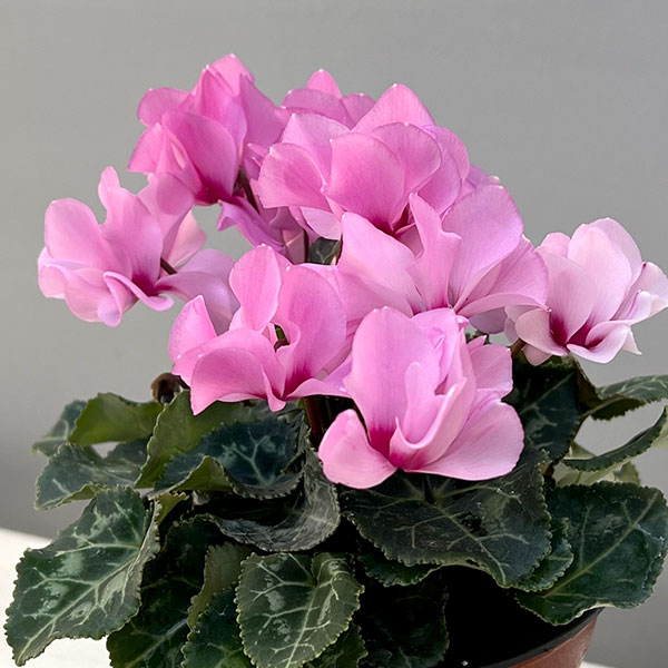 そのまま楽しめる春シクラメン:プティムーラン3.5号ポット