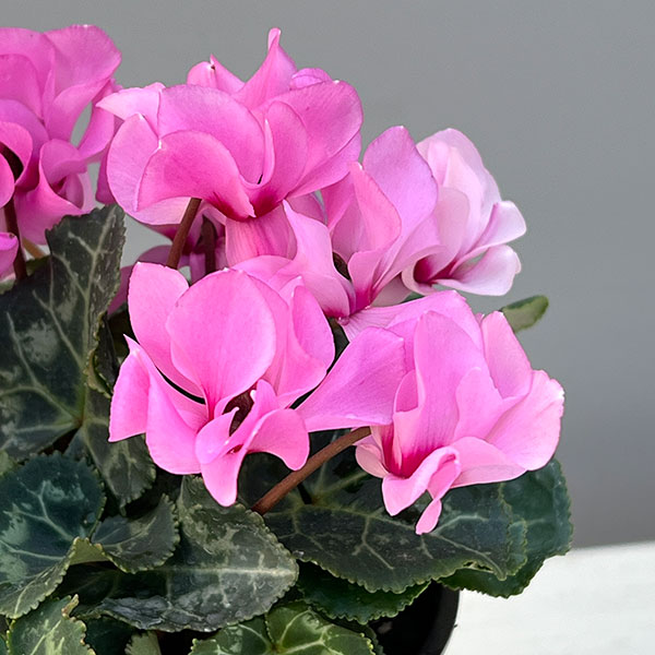 そのまま楽しめる春シクラメン:プティムーラン3.5号ポット