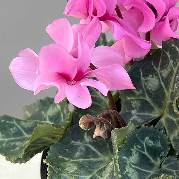そのまま楽しめる春シクラメン:プティムーラン3.5号ポット