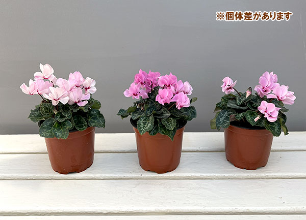 そのまま楽しめる春シクラメン:プティムーラン3.5号ポット