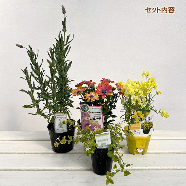 ミニ寄せ植え花苗セット(3月):オステオスペルマム・リナリア・レースラベンダー・バコパライムバリエガータ