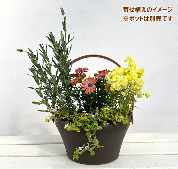 ミニ寄せ植え花苗セット(3月):オステオスペルマム・リナリア・レースラベンダー・バコパライムバリエガータ