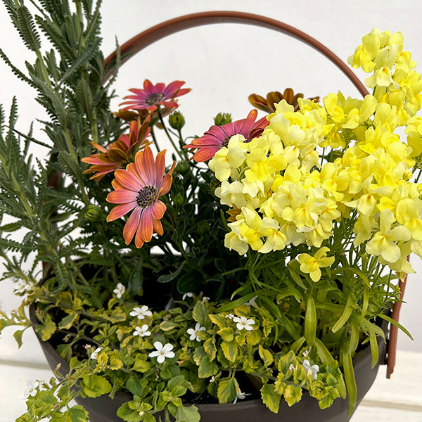 ミニ寄せ植え花苗セット(3月):オステオスペルマム・リナリア・レースラベンダー・バコパライムバリエガータ