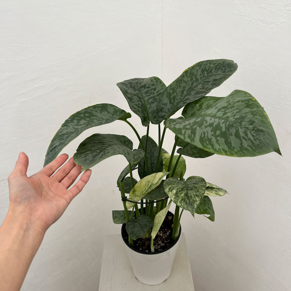 スキスマトグロッティス：ＳＰサワラク　5号鉢植え