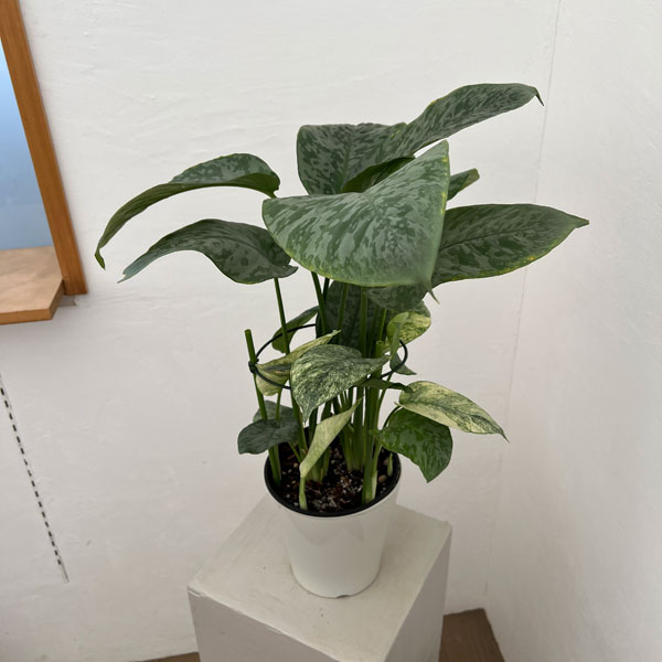 スキスマトグロッティス：ＳＰサワラク　5号鉢植え