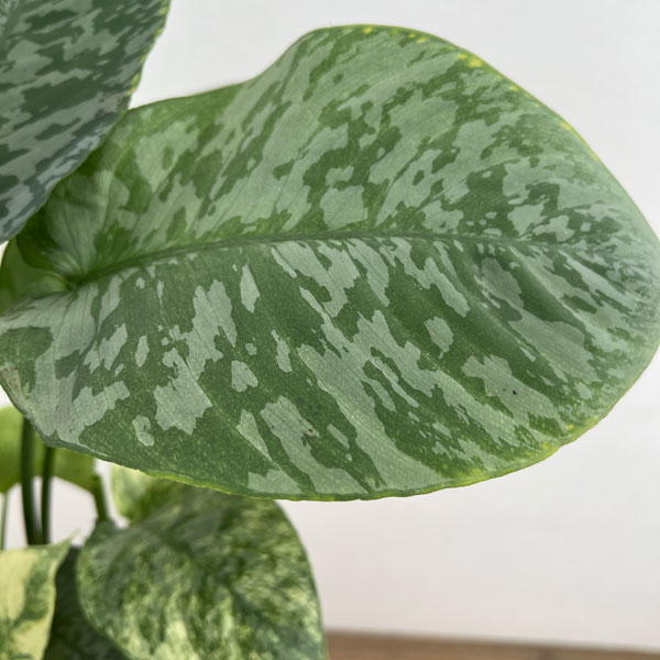 スキスマトグロッティス：ＳＰサワラク　5号鉢植え