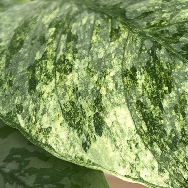 スキスマトグロッティス：ＳＰサワラク　5号鉢植え