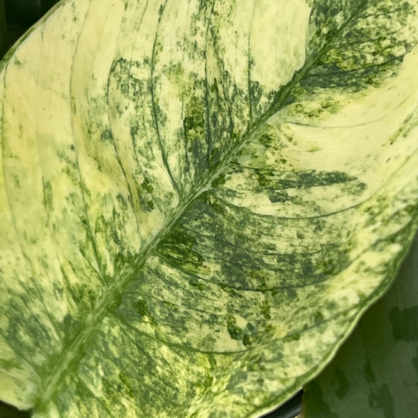 スキスマトグロッティス：ＳＰサワラク　5号鉢植え