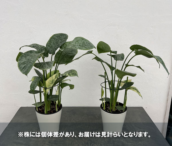 スキスマトグロッティス：ＳＰサワラク　5号鉢植え