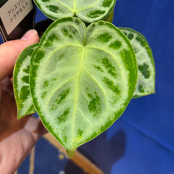 アンスリウム：ドラヤキ　sp.（シルバー系）　3号ポット