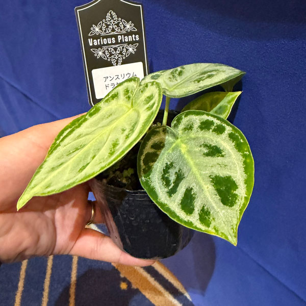 アンスリウム：ドラヤキ　sp.（シルバー系）　3号ポット