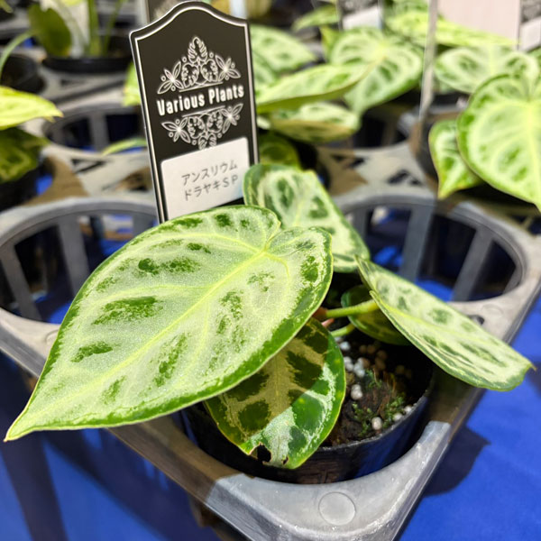 アンスリウム：ドラヤキ　sp.（シルバー系）　3号ポット