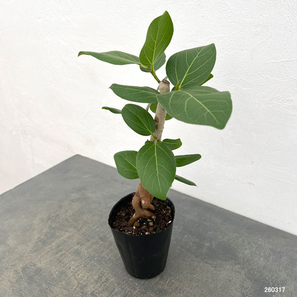 フィカス：ベンガレンシス（根上り仕立て）　4号ポット