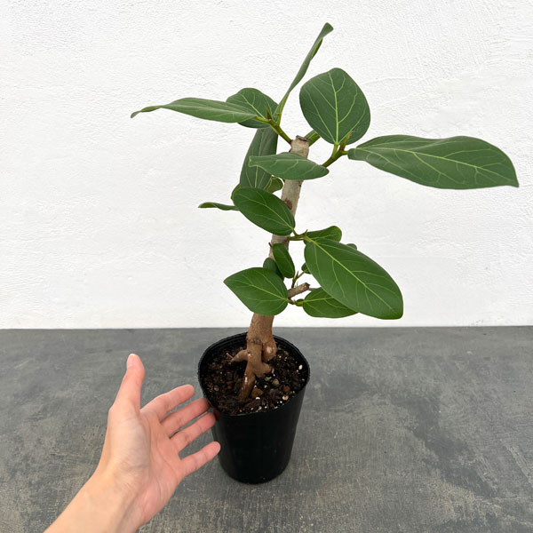 フィカス：ベンガレンシス（根上り仕立て）　4号ポット