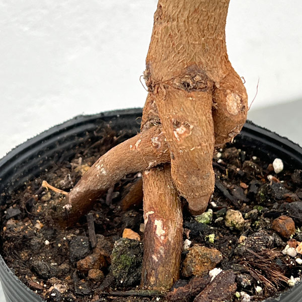 フィカス：ベンガレンシス（根上り仕立て）　4号ポット