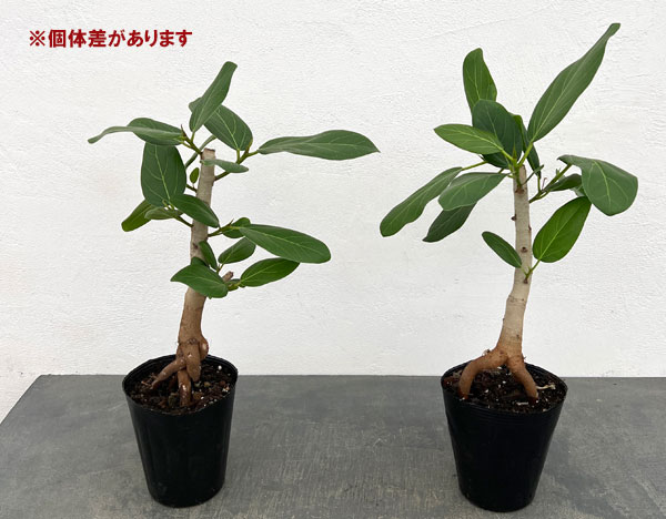 フィカス：ベンガレンシス（根上り仕立て）　4号ポット