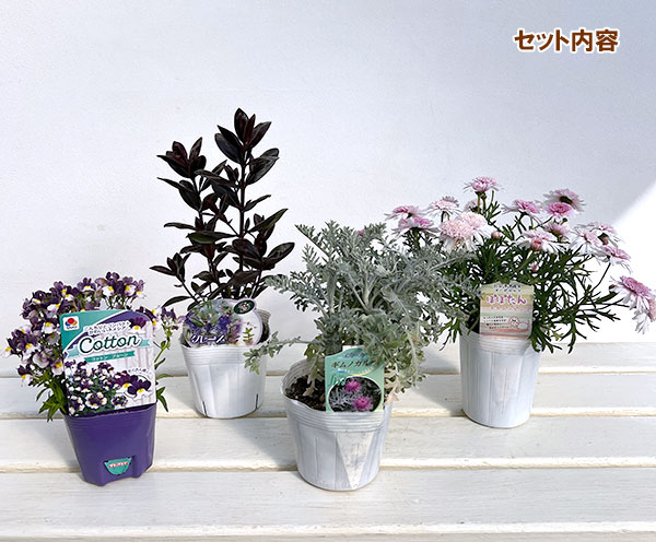 ミニ寄せ植え花苗セット(3月):マーガレット(桃花)・ ベロニカ・ネメシア・セントーレア